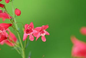 2025-06168990 Acton Arboretum, MA